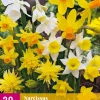 Bloembollen|Ecocheques|ohgreen 20 narcissus botanical mix
