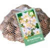 Bloembollen|Ecocheques|ohgreen 30 narcissus botanisch wit