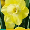 Bloembollen|Ecocheques|ohgreen 5 narcissus cairngorm