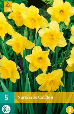 Bloembollen|Ecocheques|ohgreen 5 narcissus carlton
