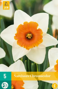 Bloembollen|Ecocheques|ohgreen 5 narcissus chromacolor