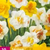 Bloembollen|Ecocheques|ohgreen 10 narcissus dubbel mix