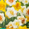 Bloembollen|Ecocheques|ohgreen 5 narcissus dubbel mix