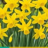 Bloembollen|Ecocheques|ohgreen 5 narcissus february gold