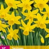 Bloembollen|Ecocheques|ohgreen 15 narcissus february gold