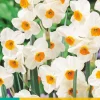 Bloembollen|Ecocheques|ohgreen 5 narcissus geranium