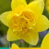 Bloembollen|Ecocheques|ohgreen 5 narcissus golden ducat