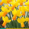 Bloembollen|Ecocheques|ohgreen 5 narcissus jetfire