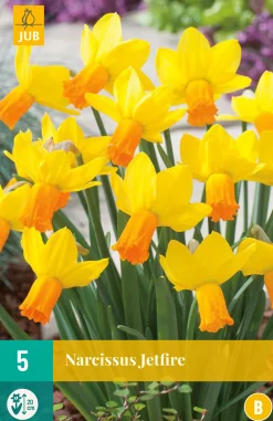 Bloembollen|Ecocheques|ohgreen 5 narcissus jetfire