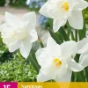 Bloembollen|Ecocheques|ohgreen 15 narcissus mount hood