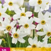 Bloembollen|Ecocheques|ohgreen 10 narcissus recurvus