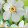 Bloembollen|Ecocheques|ohgreen 5 narcissus recurvus