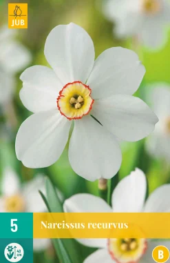 Bloembollen|Ecocheques|ohgreen 5 narcissus recurvus