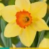 Bloembollen|Ecocheques|ohgreen 5 narcissus red devon