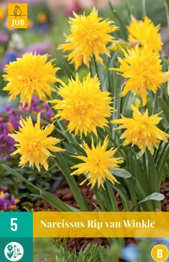 Bloembollen|Ecocheques|ohgreen 5 narcissus rip van winkle