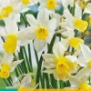Bloembollen|Ecocheques|ohgreen 5 narcissus sailboat