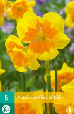 Bloembollen|Ecocheques|ohgreen 5 narcissus slice of life