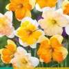 Bloembollen|Ecocheques|ohgreen 5 narcissus spleetkronig mix