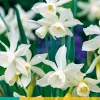 Bloembollen|Ecocheques|ohgreen 5 narcissus triandrus thalia