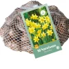 Bloembollen|Ecocheques|ohgreen 50 narcissus tête-à-tête