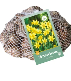 Bloembollen|Ecocheques|ohgreen 50 narcissus tête-à-tête