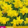 Bloembollen|Ecocheques|ohgreen 25 narcissus tête-à-tête
