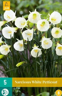 Bloembollen|Ecocheques|ohgreen 5 narcissus white petticoat