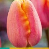 Bloembollen|Ecocheques|ohgreen 7 tulipa apricot favourite