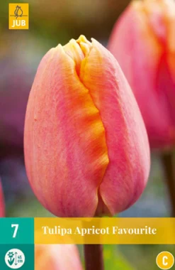 Bloembollen|Ecocheques|ohgreen 7 tulipa apricot favourite