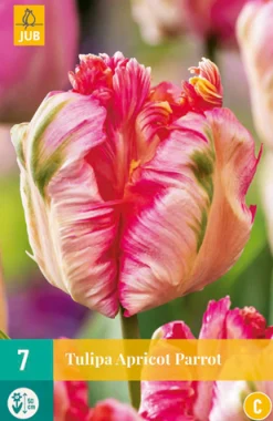 Bloembollen|Ecocheques|ohgreen 7 tulipa apricot parrot
