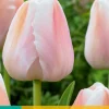 Bloembollen|Ecocheques|ohgreen 7 tulipa apricot pride