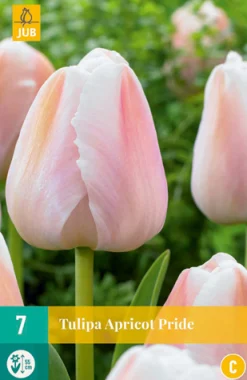 Bloembollen|Ecocheques|ohgreen 7 tulipa apricot pride