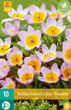 Bloembollen|Ecocheques|ohgreen 10 tulipa bakeri lilac wonder