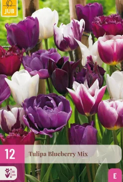 Bloembollen|Ecocheques|ohgreen 12 tulipa blueberry mix