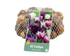 Bloembollen|Ecocheques|ohgreen 35 tulipa blueberry mix
