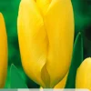 Bloembollen|Ecocheques|ohgreen 7 tulipa candela