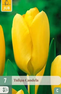 Bloembollen|Ecocheques|ohgreen 7 tulipa candela