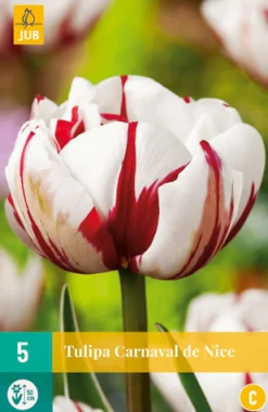 Bloembollen|Ecocheques|ohgreen 5 tulipa carnaval de nice