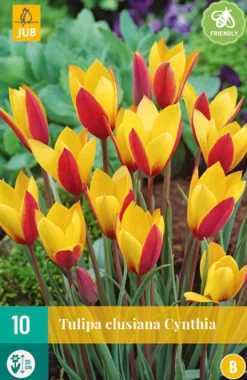 Bloembollen|Ecocheques|ohgreen 10 tulipa clusiana cynthia