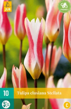 Bloembollen|Ecocheques|ohgreen 10 tulipa clusiana stellata