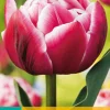 Bloembollen|Ecocheques|ohgreen 7 tulipa columbus