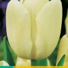 Bloembollen|Ecocheques|ohgreen 7 tulipa creme fraiche