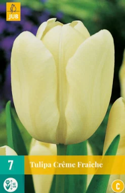 Bloembollen|Ecocheques|ohgreen 7 tulipa creme fraiche