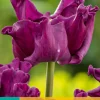 Bloembollen|Ecocheques|ohgreen 5 tulipa crown of negrita