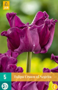 Bloembollen|Ecocheques|ohgreen 5 tulipa crown of negrita