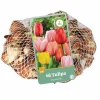 Bloembollen|Ecocheques|ohgreen 40 tulipa darwin hybride mix