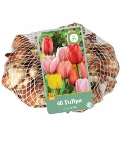 Bloembollen|Ecocheques|ohgreen 40 tulipa darwin hybride mix