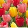Bloembollen|Ecocheques|ohgreen 7 tulipa darwin hybride mix