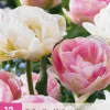 Bloembollen|Ecocheques|ohgreen 12 tulipa double sensation