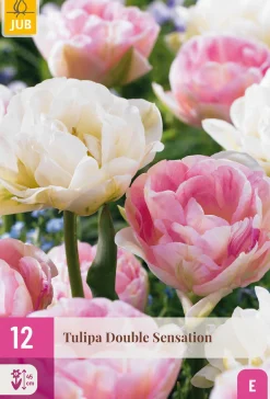 Bloembollen|Ecocheques|ohgreen 12 tulipa double sensation